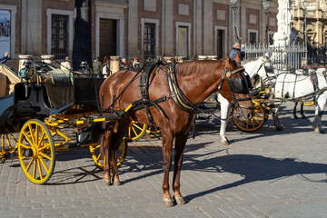 Pferd vor einer Kutsche in Sevilla, Spanien, Andalusien