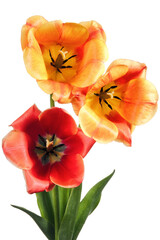 Three tulip flowers isolated on white background