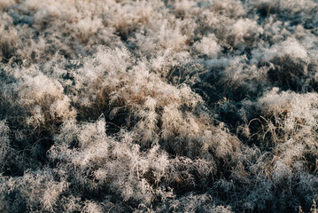 grass in the morning with frost