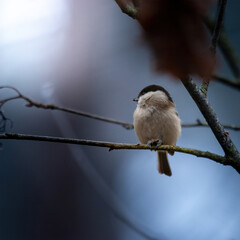 Sikorka Czarnogłówka  portret bokeh ptak