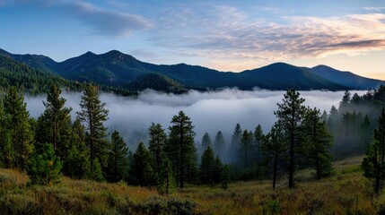 Naklejka premium A tranquil valley is filled with thick fog as the sun rises behind the mountains. Tall pine trees stand silently, creating a peaceful atmosphere in nature's beauty