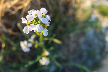 Cakile maritima, sea rocket or European searocket, is a common plant in the mustard family Brassicaceae.