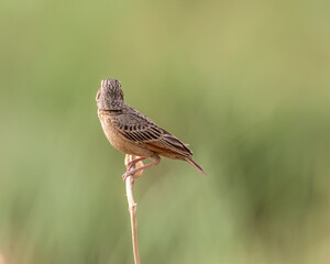 A Skylark