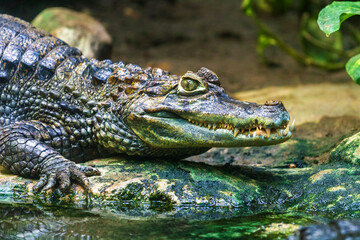 Krokodil - Alligator - Reptil - Zähne