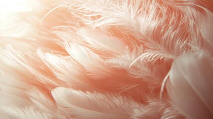 pink, texture, feather, closeup, feathers, soft, color, beauty, macro, design, close up, bird, close-up, flower, red, orange, wallpaper, light, valentines, valentines day, golden, pink