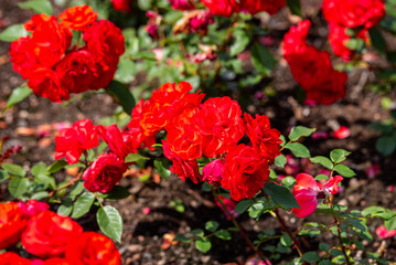 Beautiful red roses blooming in summer garden. Rose flowers growing outdoors, nature, blossoming flower art design background. Bright rose buds close-up over green grass. Nature, Gardening, design.