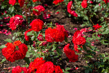 Beautiful red roses blooming in summer garden. Rose flowers growing outdoors, nature, blossoming flower art design background. Bright rose buds close-up over green grass. Nature, Gardening, design.
