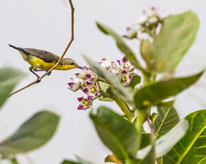 Sun bird
