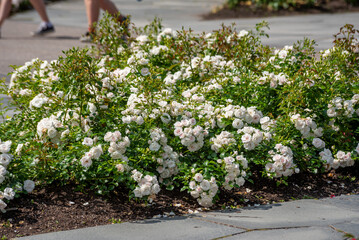 White rose flowers are in bloom under the blue sky. The name of this rose is Iceberg (Schneewittchen).