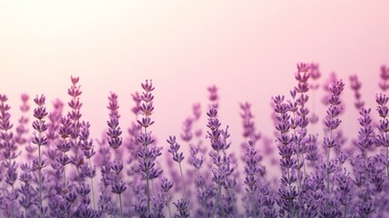 Fototapeta premium Gradient background fading from light cream to soft lavender, clean and simple