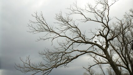 Bare branches of a tree against a gray sky, frozen trees, cold weather, tree branches, winter landscape, gray sky