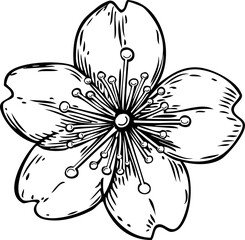 Cherry blossom sketch. Sakura flower icon. Hand-drawn botanical illustration. Japanese style