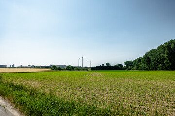 A field of corn is shown with a clear blue sky in the background