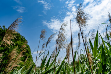 A field of tall grass with a blue sky in the background