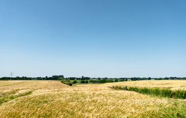 A field of wheat is shown with a clear blue sky in the background