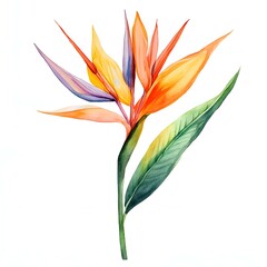 Bird of Paradise clipart. Watercolor illustration. Detailed Artistic Graphic illustration