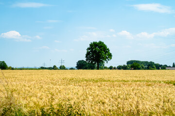A large field of golden wheat with a lone tree in the middle
