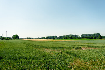 A large field of green grass with a few trees in the background