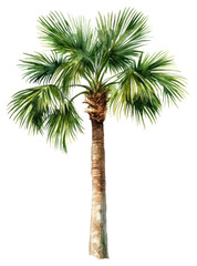 PNG Chamaerops palm tree illustration watercolor arecaceae.