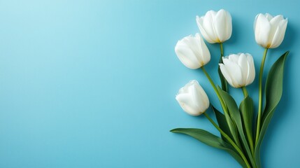 Five white tulips with green leaves lying on a vibrant blue backdrop, creating a delicate and elegant floral arrangement