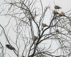 Flock of Collar Dove