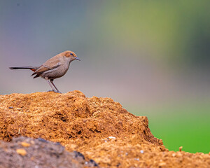 Indian Robin