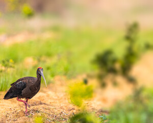 Rednaped Ibis