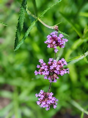 Verbena bonariensis flowers in sunny day. Tall Verbena