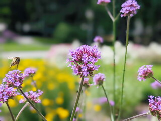 Verbena bonariensis flowers in sunny day. Tall Verbena