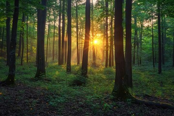 Fototapeta premium Sunlight filtering through trees in lush green forest at dawn