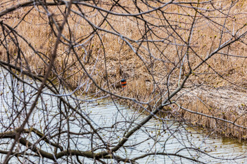 Quiet Waterfront Scene with Branches Framing Reeds and Still Water