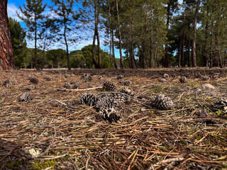 Сones in a pine forest. Spain