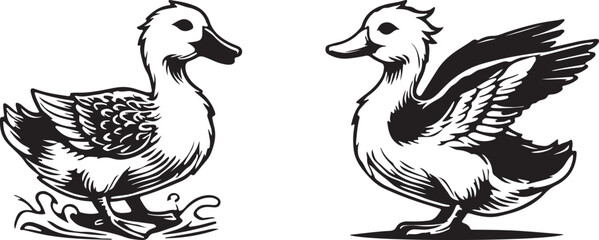 two birds on a white background