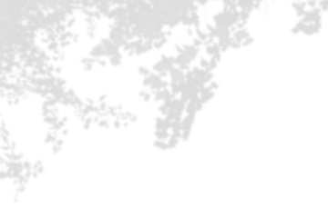 Realistic leaf shadow effect isolated on transparent background. Natural tree branch leaves silhouette decoration. Tropical plant shadow effects. Spring summer mockup design element. PNG