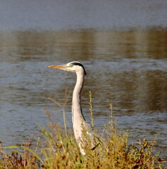 Grey heron nesting
