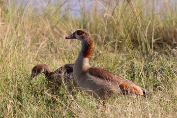 Egyptian Goose, from the Nile to Nairobi Kenya