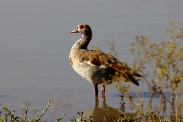 Egyptian Goose, from the Nile to Nairobi Kenya