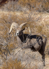 Desert Bighorn Sheep Ram in Nevada in Winter