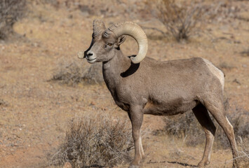 Desert Bighorn Sheep Ram in Nevada in Winter