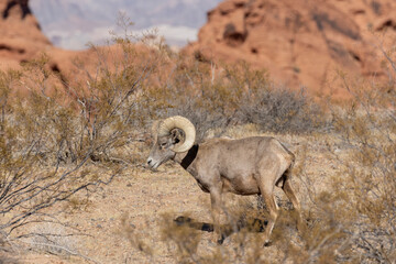Desert Bighorn Sheep Ram in Nevada in Winter