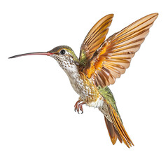 Obraz premium a hummingbird flying in flight against a transparent background, PNG image, PNG file, Generative art.