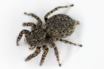 Top view of female jumping spider, Aelurillus lucasi. Gran Canaria. Canary Islands. Spain.