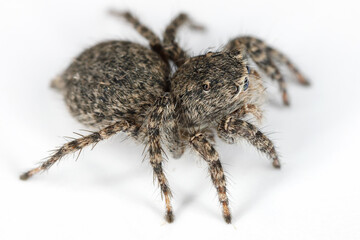 Side view of female jumping spider, Aelurillus lucasi. Gran Canaria. Canary Islands. Spain.