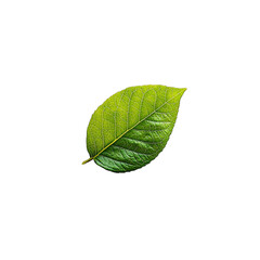 Fototapeta premium a green leaf against a transparent background, PNG image, PNG file, Generative art.