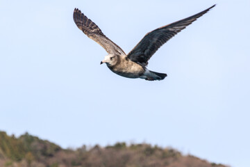 Obraz premium Graceful Seagull Soaring Over a Coastal Landscape