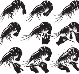 shrimp illustration