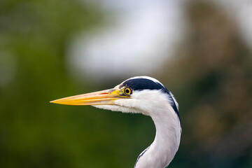 Grey Heron (Ardea cinerea) in Father Collins Park, Dublin