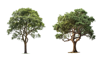 Natural green trees collection isolated on transparent background , 3D render