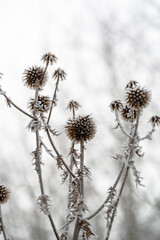 frosted thistles covered with ice crystals in winter