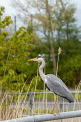 Grey Heron (Ardea cinerea) in Father Collins Park, Dublin